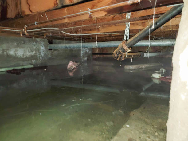 Best Mold removal after water damage  in Ajo, AZ