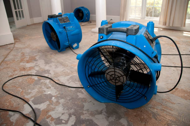 Best Professional water damage repair  in Ajo, AZ